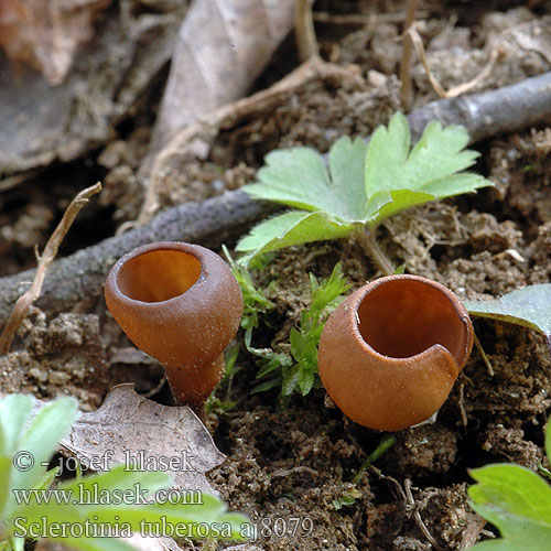 Склеротиния клубневая Dumontiona Dumontinia Sclerotinia tuberosa Anemone-knoldskive vuokonpahkajuurekas Sclérotinie tubéreuse Anemonenbekerzwam Anemonenbecherling Twardnica bulwiasta Hľuznatka veternicová Hlízenka sasanková Sippskål Symrebeger