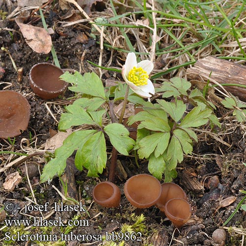 Sclerotinia tuberosa Dumontiona Dumontinia Anemone-knoldskive Vuokonpahkajuurekas Sclérotinie tubéreuse Anemonenbekerzwam Anemonenbecherling Twardnica bulwiasta Hľuznatka veternicová Hlízenka sasanková Sippskål Symrebeger Склеротиния клубневая