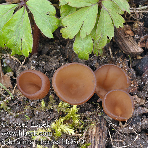 Vuokonpahkajuurekas Sclérotinie tubéreuse Anemonenbekerzwam Anemonenbecherling Twardnica bulwiasta Hľuznatka veternicová Hlízenka sasanková Sippskål Symrebeger Склеротиния клубневая Sclerotinia tuberosa Dumontiona Dumontinia Anemone-knoldskive