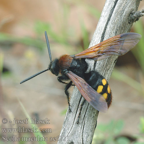 Scolia maculata ae6711