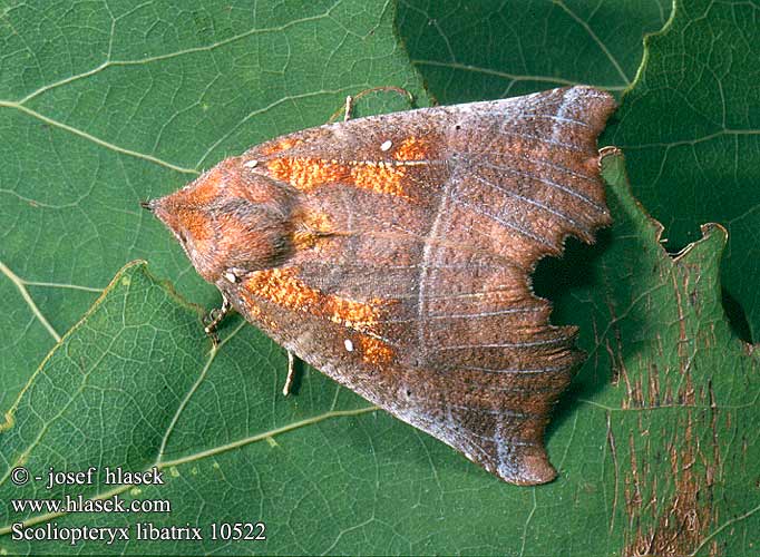 Scoliopteryx libatrix Herald Moth Zackeneule Zimteule Szczerbówka ksieni