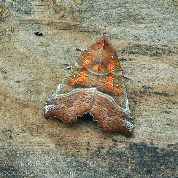 Vörös csipkésbagoly Gluosninis žieminukas Flikfly Scoliopteryx libatrix