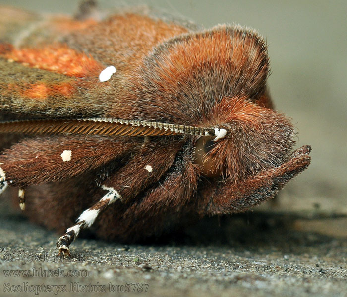 Herald Moth Zackeneule Zimteule Szczerbówka ksieni Découpure Roesje Mora pivničná Sklepnice obecná