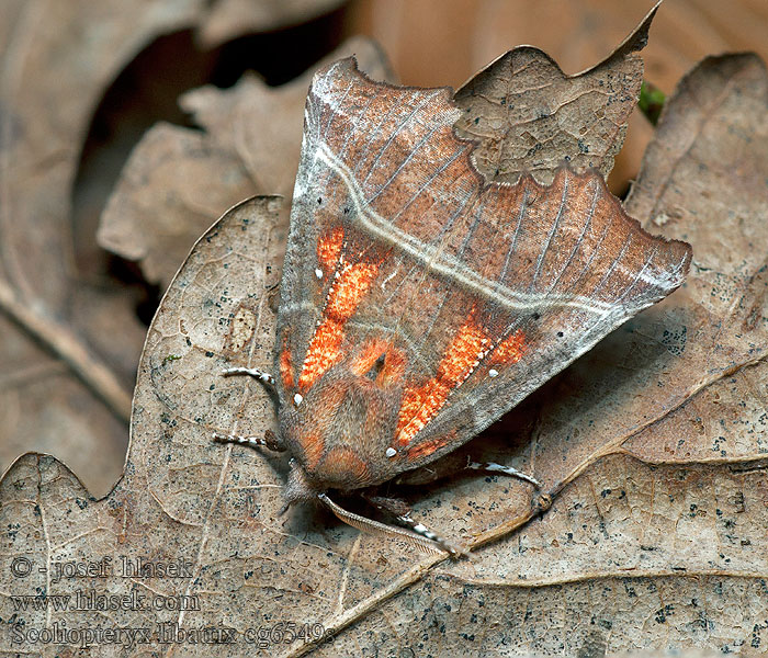 Sklepnice obecná Můra sklepní Scoliopteryx libatrix