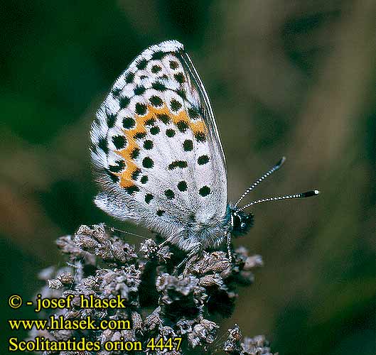 Scolitantides orion Chequered Blue L'azuré orpins Szemes boglárka