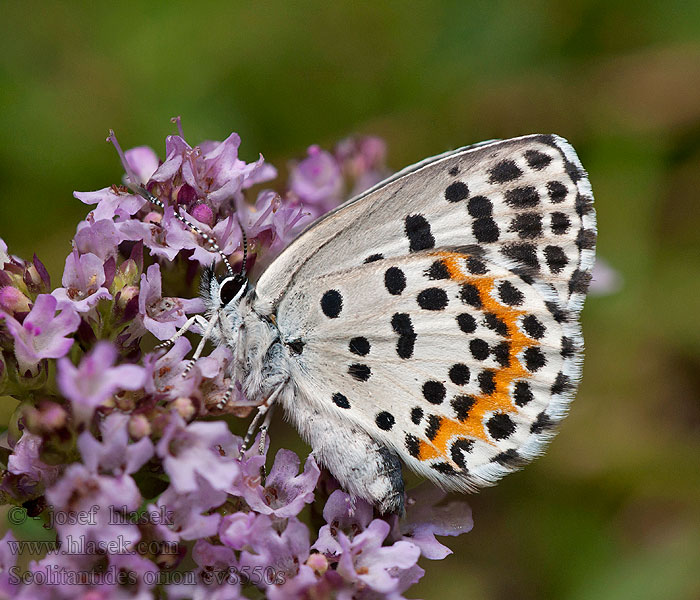 Fetthenne-Bläuling Chequered Blue Scolitantides orion