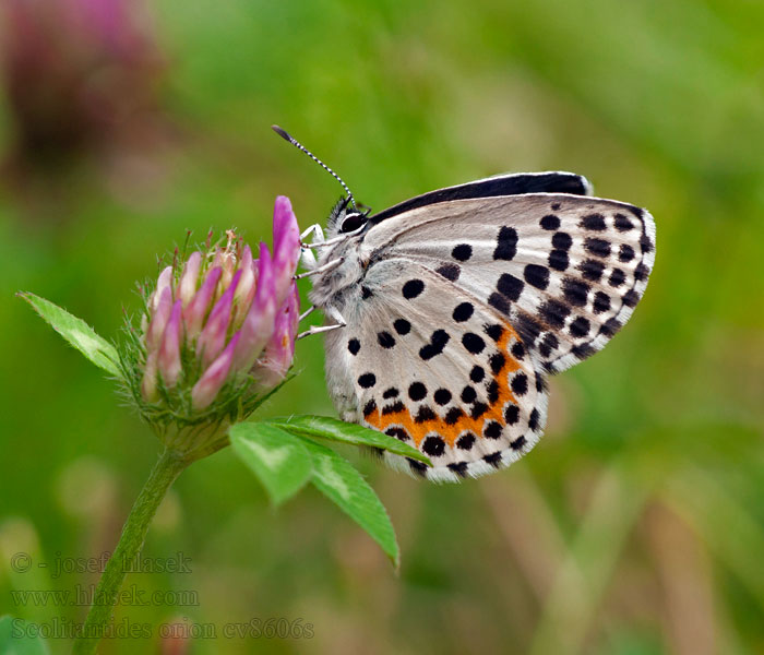 Scolitantides orion