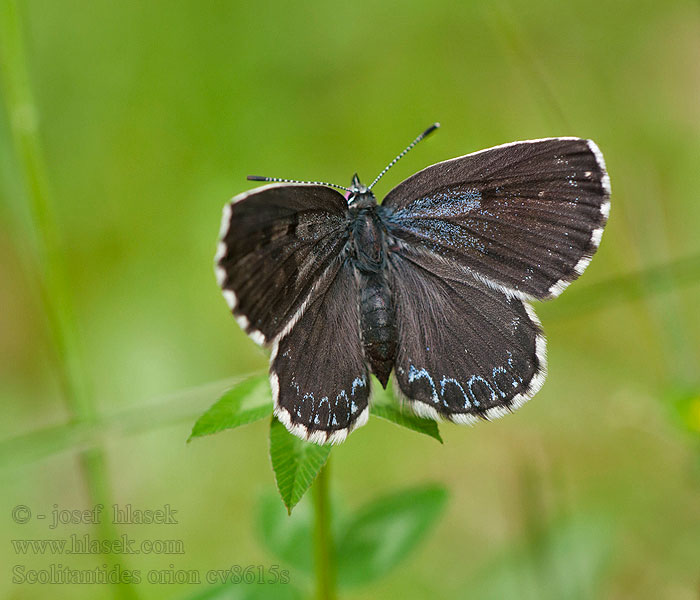 Scolitantides orion