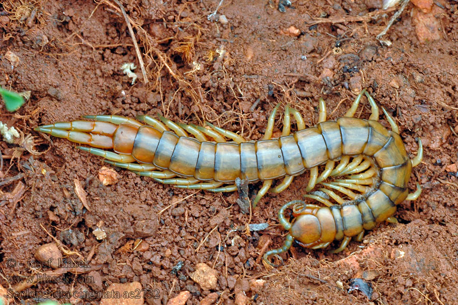 Stonoha páskovaná Scolopendra cingulata Europäischer Riesenläufer