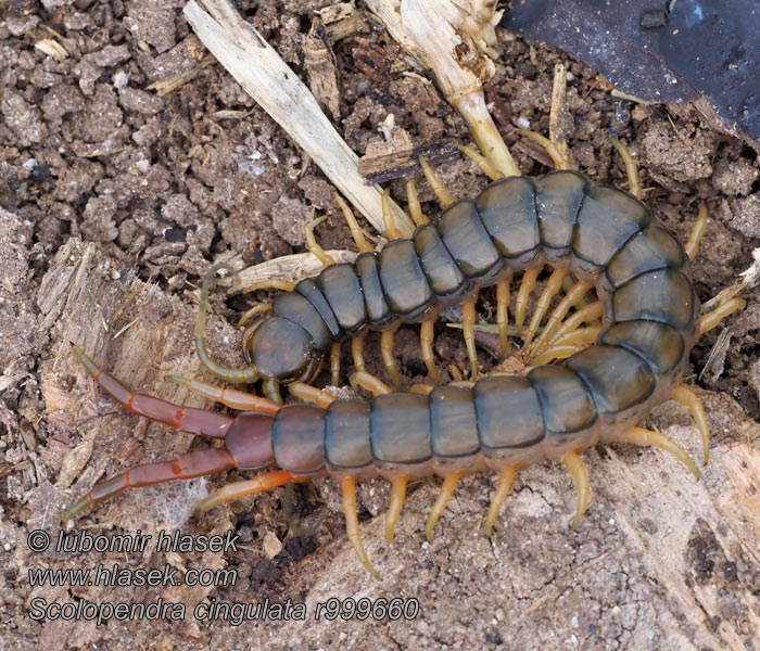 Stonoha páskovaná Europäischer Riesenläufer Scolopendra cingulata