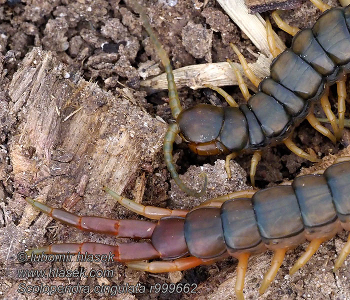 Skolopendra paskowana Кольчатая сколопендра Scolopendra cingulata