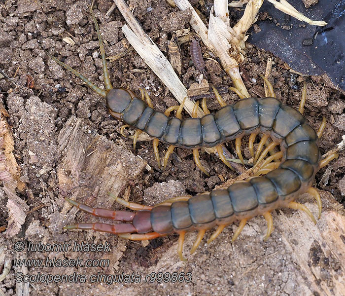 Megarian banded centipede Öves szkolopendra Escolopendra Scolopendra cingulata