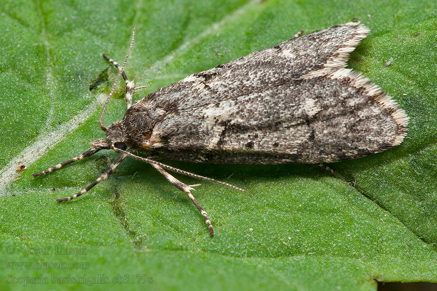 Grote boommoslichtmot Scoparia basistrigalis