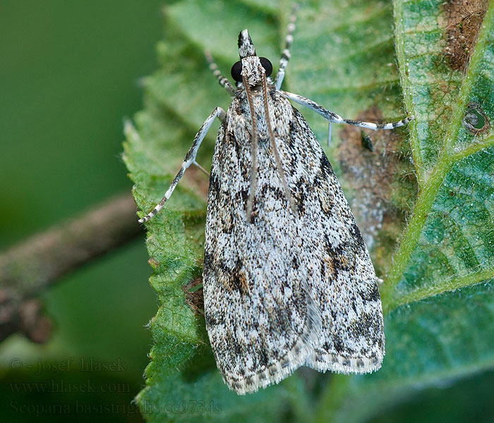 Sivenka čiarkovaná Scoparia basistrigalis