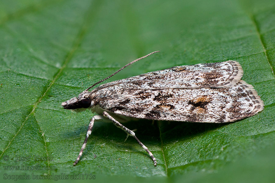 Scoparia basistrigalis