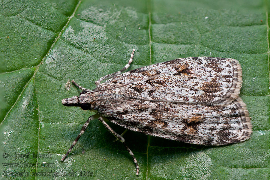 Scoparia basistrigalis