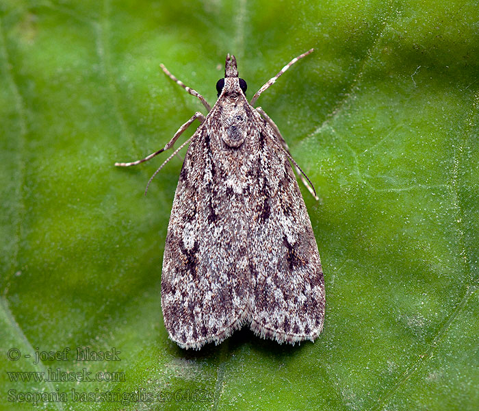 Scoparia basistrigalis