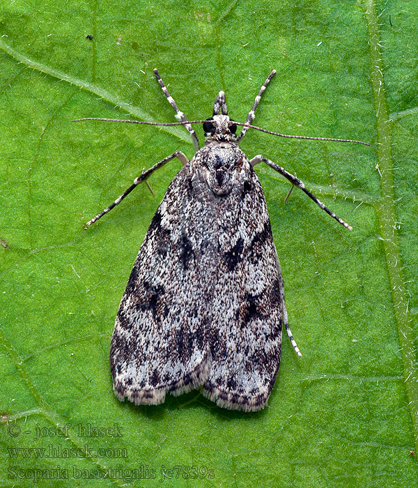 Scoparia basistrigalis