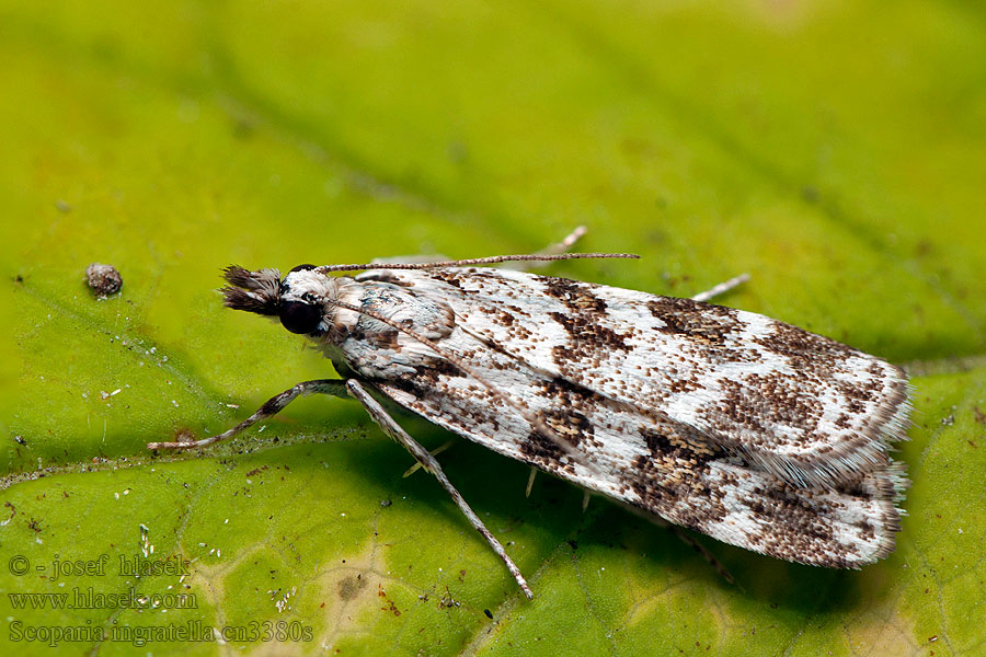 Scoparia ingratella