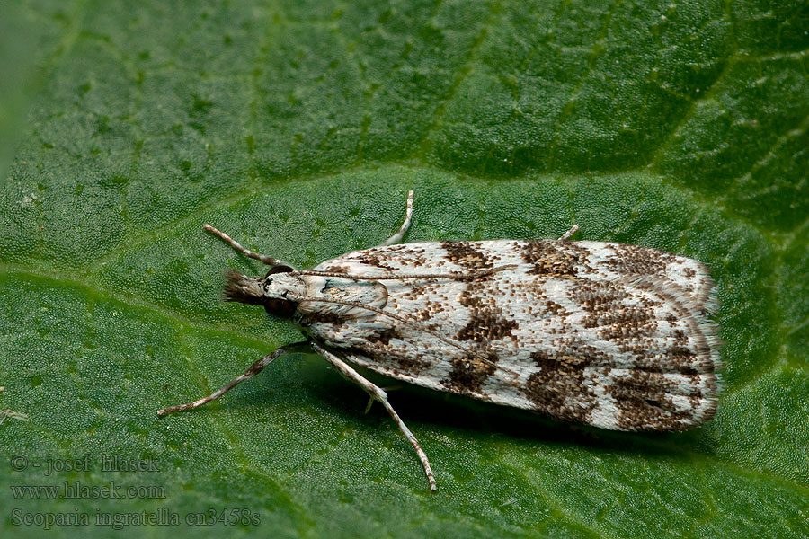 Scoparia ingratella