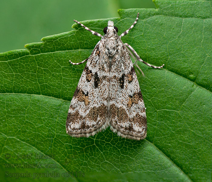 Scoparia pyralella Šedovníček luční Meadow Grey Sivenka lúčna