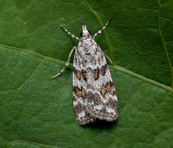 Scoparia pyralella Oranje granietmot Hamvas mohailonca