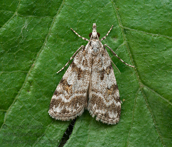 Scoparia pyralella