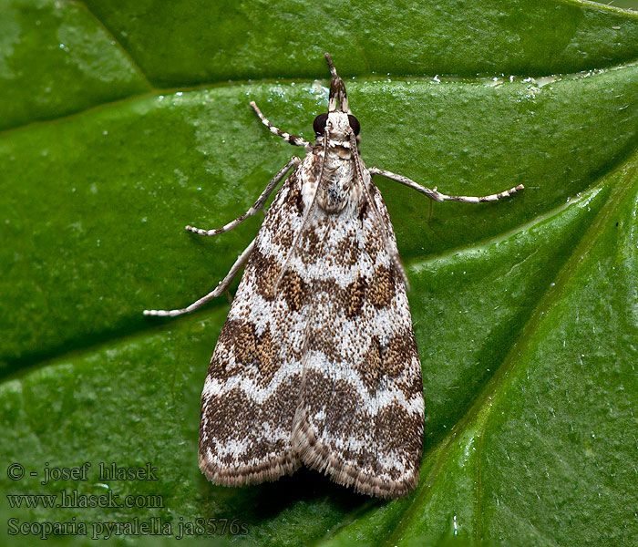 Scoparia pyralella