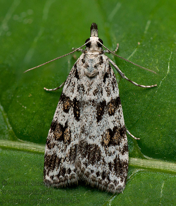 Šedovníček luční Meadow Grey Sivenka lúčna Scoparia pyralella