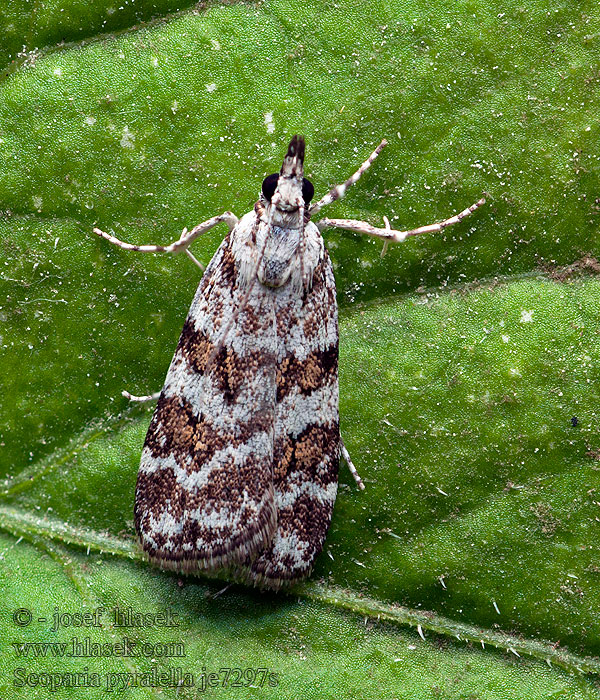 Sivenka lúčna Scoparia pyralella