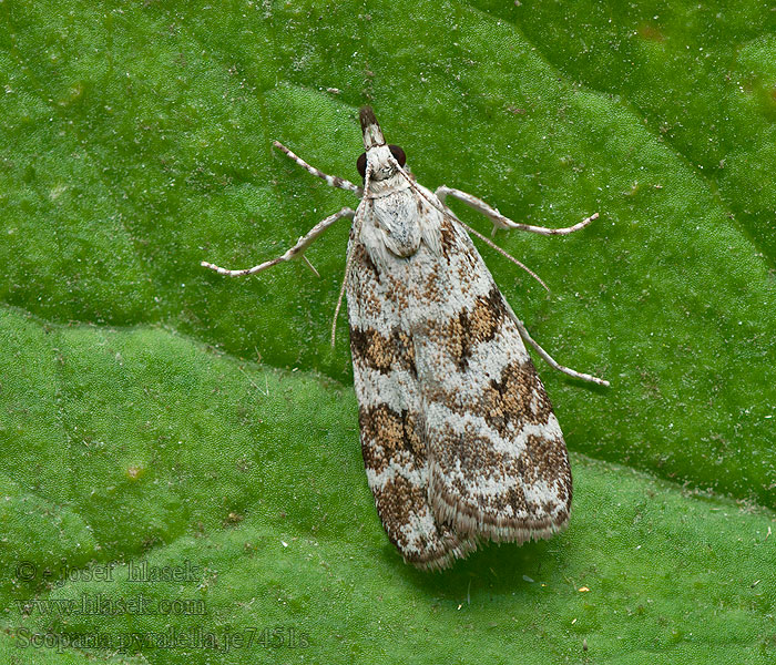 Oranje granietmot Scoparia pyralella