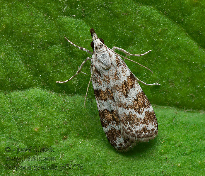 Scoparia pyralella