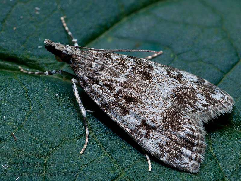 Scoparia subfusca Large Grey Sivenka podbeľová Stor mosemott