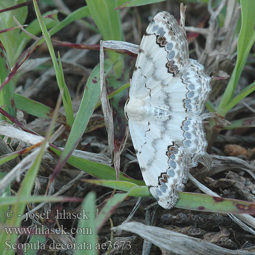 Scopula decorata Thymian-Steppenrasen-Kleinspanner