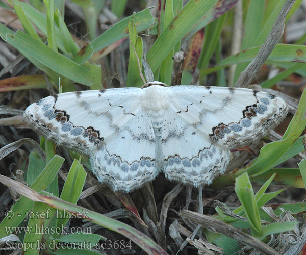 Scopula decorata Middle Lace Border Piadica ozdobná Phalène décorée