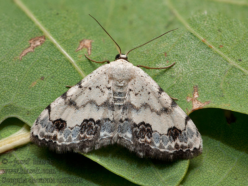 Scopula decorata