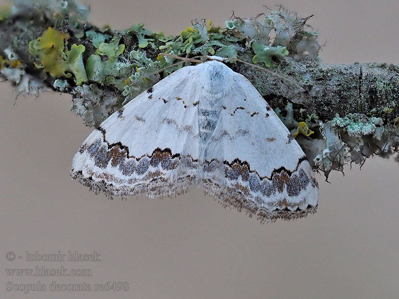 Middle Lace Border Piadica ozdobná Phalène décorée Scopula decorata