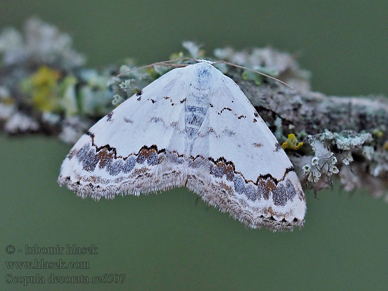 Vlnopásník ozdobný Thymian-Steppenrasen-Kleinspanner Scopula decorata