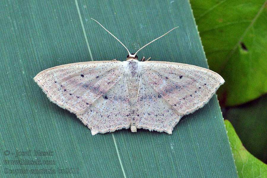 Scopula emutaria Salzwiesen-Kleinspanner Rosy Wave Marsk duskmåler