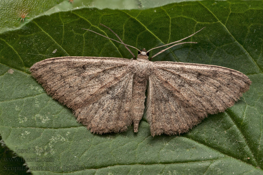Scopula guancharia