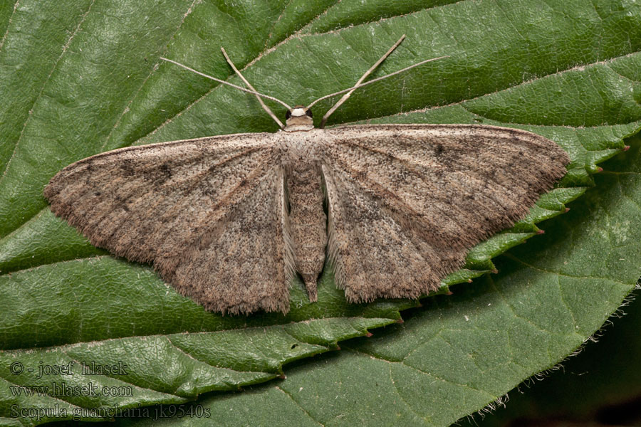 Scopula guancharia