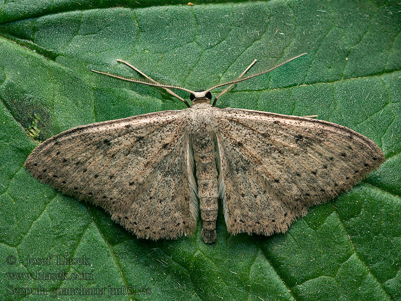Scopula guancharia