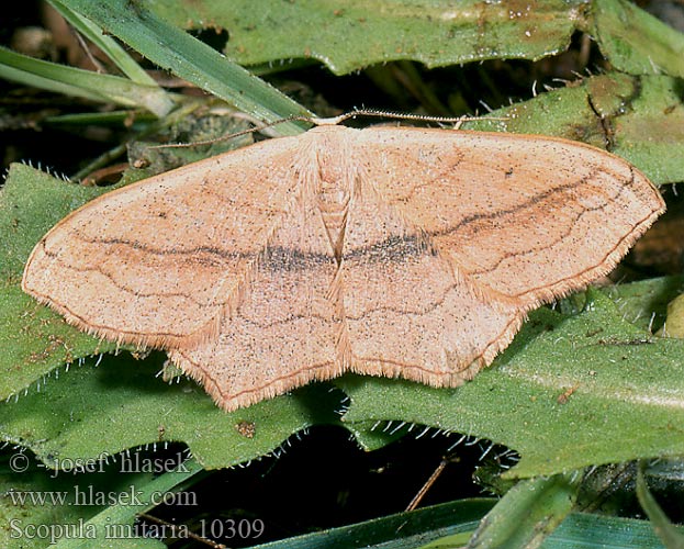 Scopula imitaria