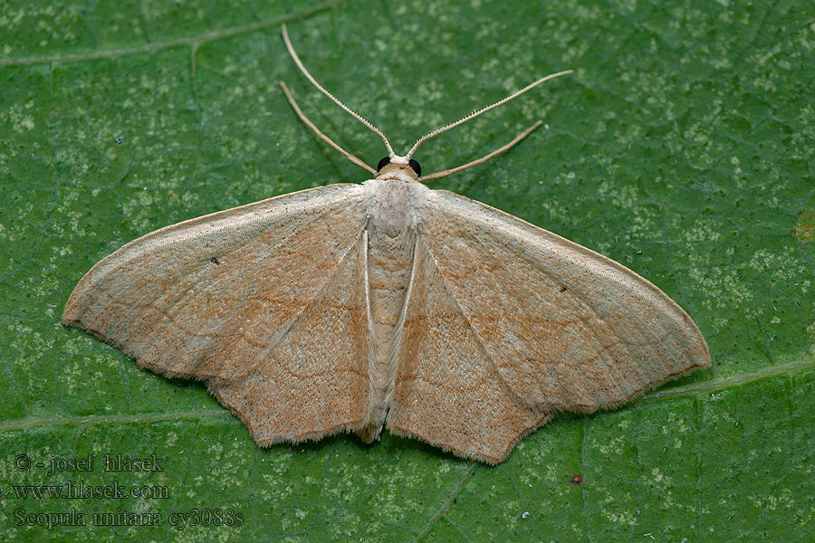 Scopula imitaria Rötlichgelber Kleinspanner Small Blood-vein