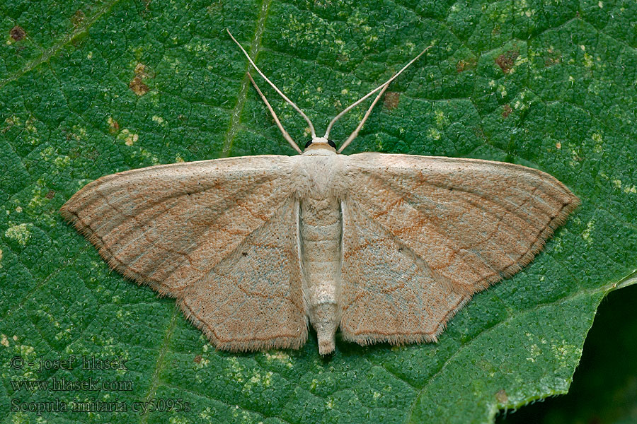 Scopula imitaria Ligusterstipspanner Sydlig duskmåler