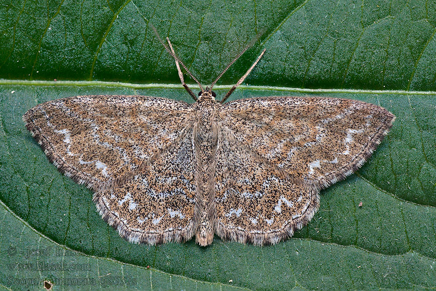 Lewes Wave Scopula immorata