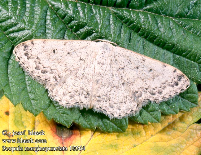 Scopula marginepunctata Mullein Wave Graugesprenkelter Kleinspanner