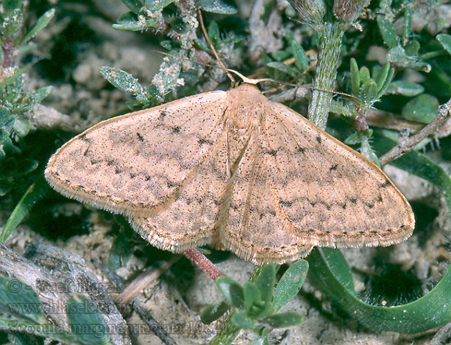 Scopula marginepunctata Piadica rozchodníková Gulgrå lövmätare