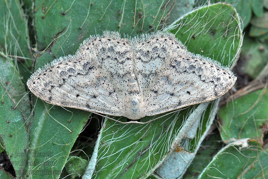 Vlnopásník tečkovaný Scopula marginepunctata