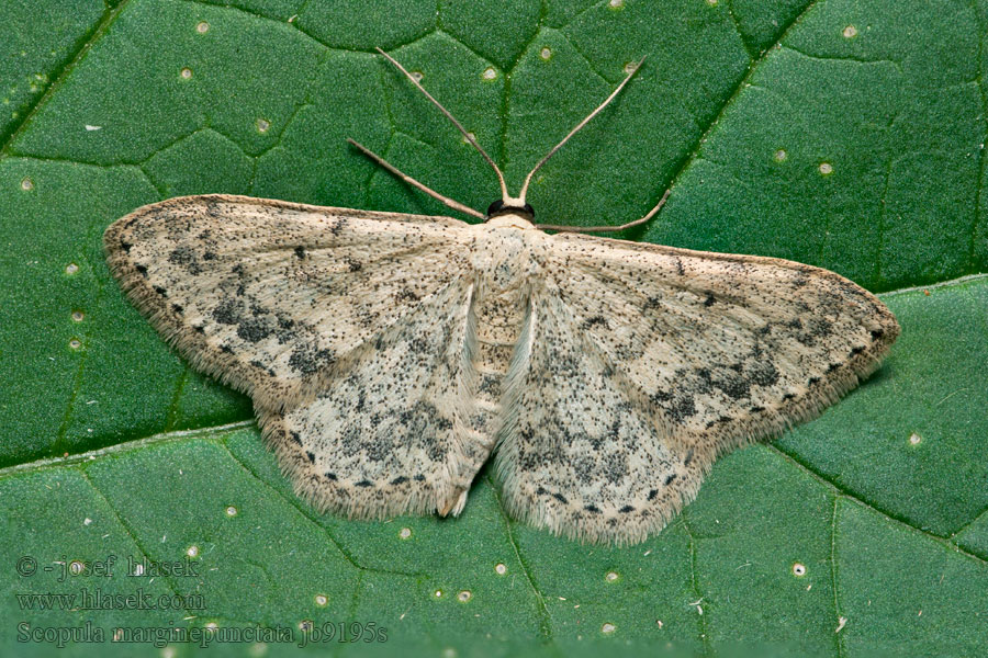 Vlnopásník tečkovaný Пяденица каёмчатая Scopula marginepunctata